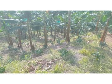 VENTA DE FINCA EN RISARALDA - CALDAS