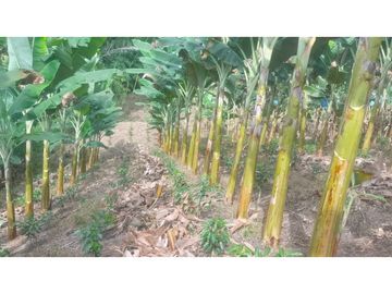 VENTA DE FINCA EN RISARALDA - CALDAS
