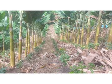 VENTA DE FINCA EN RISARALDA - CALDAS
