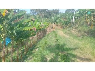 VENTA DE FINCA EN RISARALDA - CALDAS