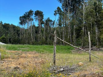 PARCELA 5000 M2 PLANA CON BOSQUE NATIVO / EL QUILAR ANCUD