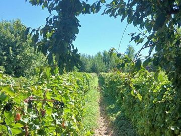 VENTA Finca 23 Ha – COLONIA MOLINA, GUAYMALLÉN