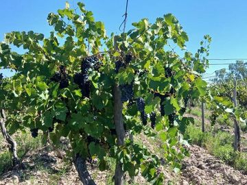 VENTA Finca 23 Ha – COLONIA MOLINA, GUAYMALLÉN