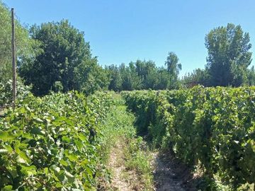 VENTA Finca 23 Ha – COLONIA MOLINA, GUAYMALLÉN