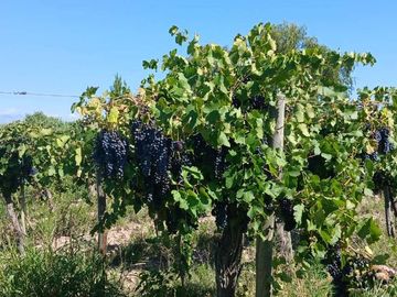 VENTA Finca 23 Ha – COLONIA MOLINA, GUAYMALLÉN