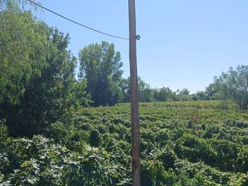 VENTA Finca 23 Ha – COLONIA MOLINA, GUAYMALLÉN