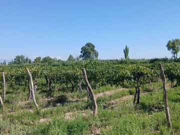 VENTA Finca 23 Ha – COLONIA MOLINA, GUAYMALLÉN