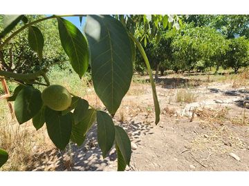 OPORTUNIDAD! Venta con Producción Agrícola