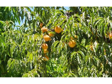 OPORTUNIDAD! Venta con Producción Agrícola