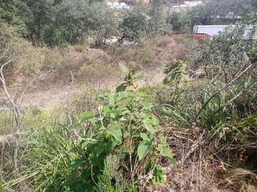 SE VENDEN  LOTES A ESPALDAS DE BOSQUE REAL