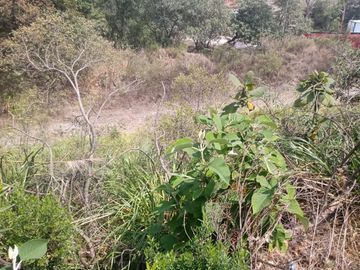 SE VENDEN  LOTES A ESPALDAS DE BOSQUE REAL