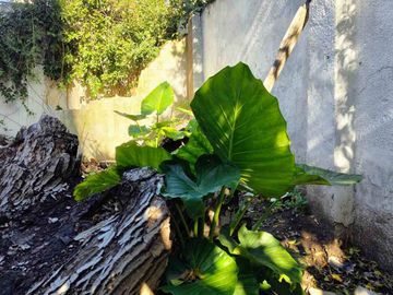 5 Amb CASA Jardin Quincho Cochera VENTA FLORES