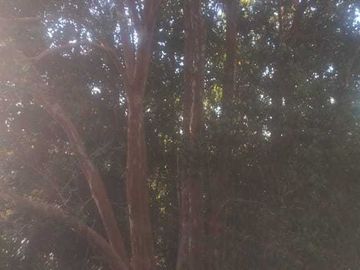 Parcela en venta  en PUYEHUE