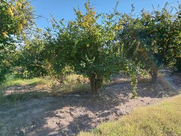 Finca Membrillera en Lavalle