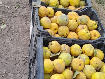 Finca Membrillera en Lavalle