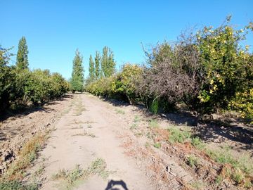 Finca Membrillera en Lavalle