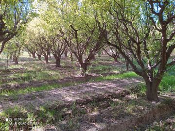 Finca Membrillera en Lavalle