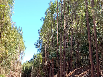 VENTA TERRENO - SITIO 5010MTS Chile Chico