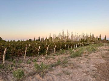 VENTA FINCA NUEVA CALIFORNIA SAN MARTIN MENDOZA