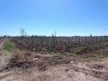 VENTA FINCA NUEVA CALIFORNIA SAN MARTIN MENDOZA