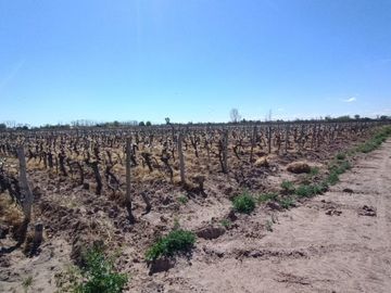 VENTA FINCA NUEVA CALIFORNIA SAN MARTIN MENDOZA