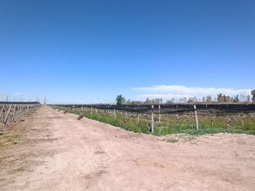 VENTA FINCA NUEVA CALIFORNIA SAN MARTIN MENDOZA