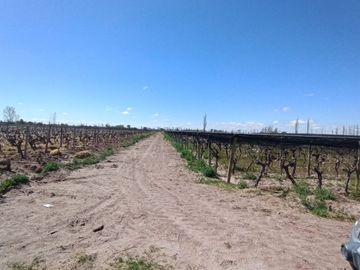 VENTA FINCA NUEVA CALIFORNIA SAN MARTIN MENDOZA