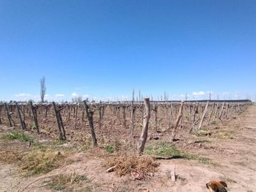 VENTA FINCA NUEVA CALIFORNIA SAN MARTIN MENDOZA