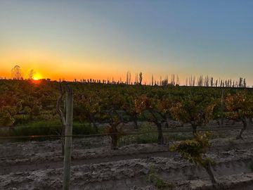 VENTA FINCA NUEVA CALIFORNIA SAN MARTIN MENDOZA