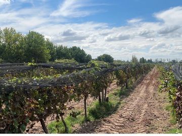 VENTA FINCA NUEVA CALIFORNIA SAN MARTIN MENDOZA