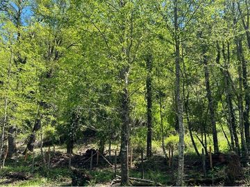 Terreno en venta Curarrehue