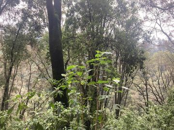 Terreno en Venta en Oyamel Cuajimalpa