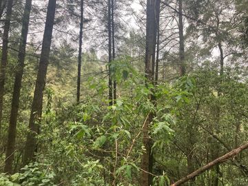Terreno en Venta en Oyamel Cuajimalpa