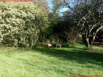 Quinta de 3 ambientes en venta en Los Pozos - Cañuelas