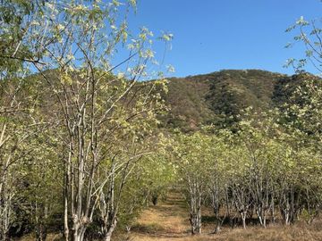 Rancho con casa de Campo y cultivo