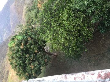 Rancho con casa de Campo y cultivo