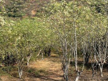 Rancho con casa de Campo y cultivo