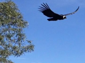 Campo mas Reserva Privada  en venta de 6300 has  en Gral Guemes ,Salta(Facilidades y Permutas)
