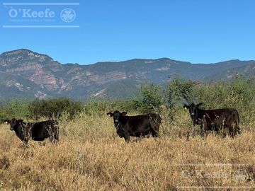 Campo mas Reserva Privada  en venta de 6300 has  en Gral Guemes ,Salta(Facilidades y Permutas)