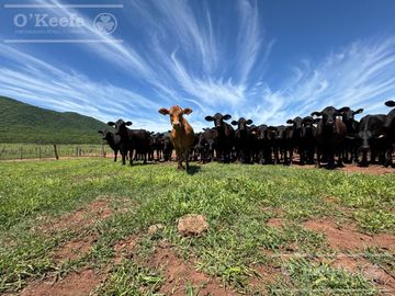Campo mas Reserva Privada  en venta de 6300 has  en Gral Guemes ,Salta(Facilidades y Permutas)