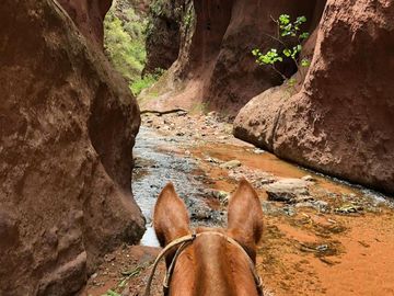 Campo mas Reserva Privada  en venta de 6300 has  en Gral Guemes ,Salta(Facilidades y Permutas)