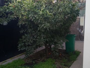 Casa en arriendo en Los Olmos, Macul