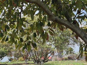 Se Vende Huerta de Aguacate Hass, Nepantla, Estado de México