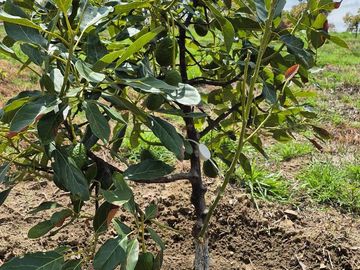 Se Vende Huerta de Aguacate Hass, Nepantla, Estado de México
