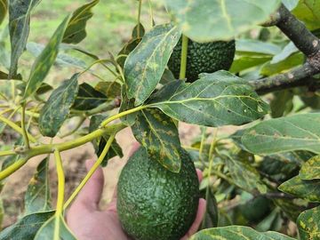 Se Vende Huerta de Aguacate Hass, Nepantla, Estado de México