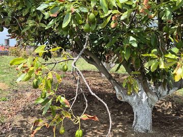 Se Vende Huerta de Aguacate Hass, Nepantla, Estado de México