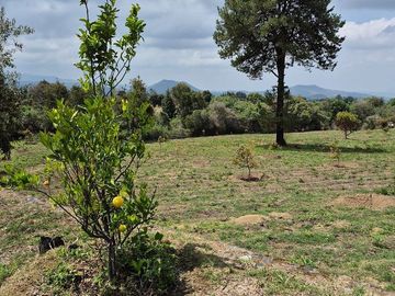 Se Vende Huerta de Aguacate Hass, Nepantla, Estado de México