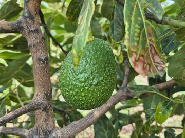 Se Vende Huerta de Aguacate Hass, Nepantla, Estado de México