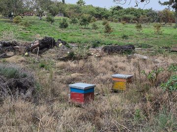Se Vende Huerta de Aguacate Hass, Nepantla, Estado de México
