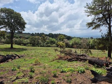 Se Vende Huerta de Aguacate Hass, Nepantla, Estado de México